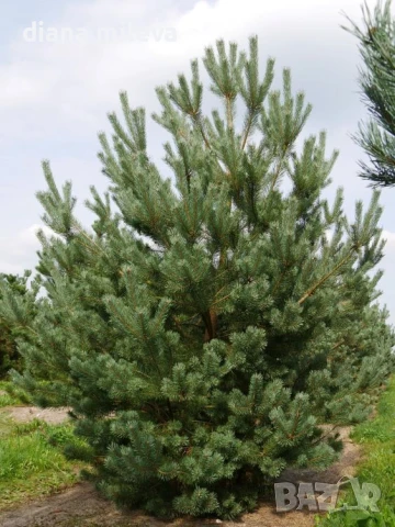 Бял бор, Pinus sylvestris