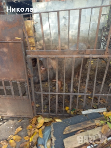 Мъжко прасе Дерок, снимка 2 - Прасета - 52500355