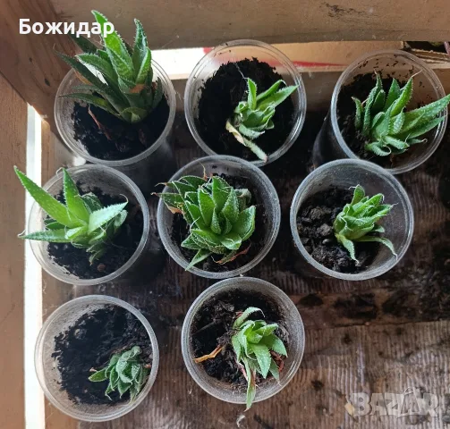 Млади сукуленти