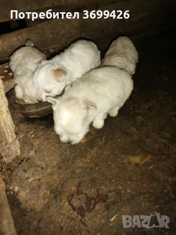 Болонки, снимка 4 - Болонка - 52977258