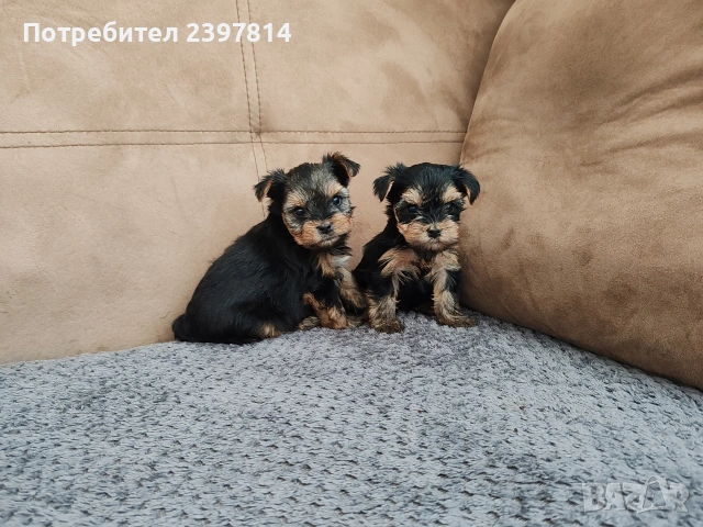 Йоркширски териер , снимка 6 - Йоркширски териер - 53610267