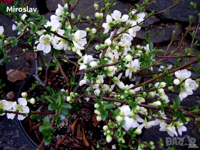 Японска Дюля/4 Налични цвята, снимка 9 - Градински цветя и растения - 41117564