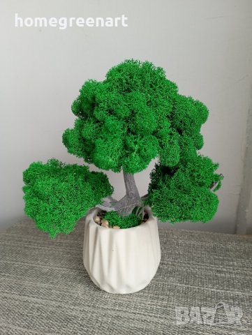 Бонзай със скандинавски мъх, снимка 4 - Декорация за дома - 33689210