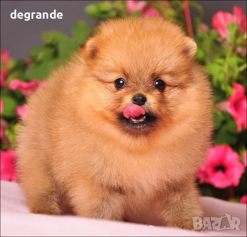 Златисти мъжки и женски бебета Померан, снимка 5 - Померан - 51198870