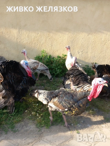 Продавам , домашно-отгледани пуйки,пуяци,петли и кокошки,  за разплод  , снимка 6 - Кокошки и пуйки - 53639962