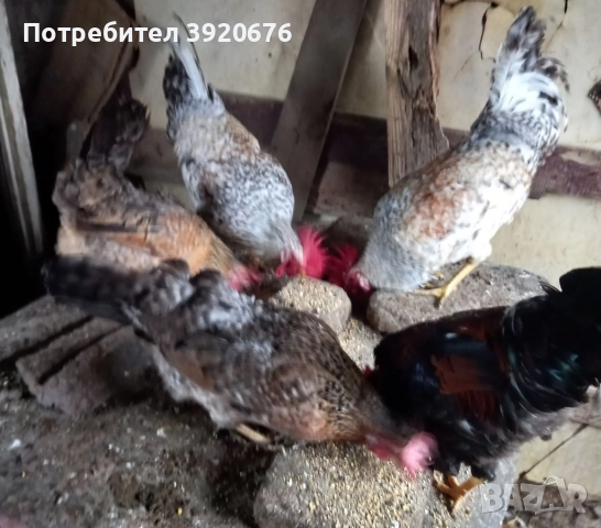 Продавам ПЕТЛИ