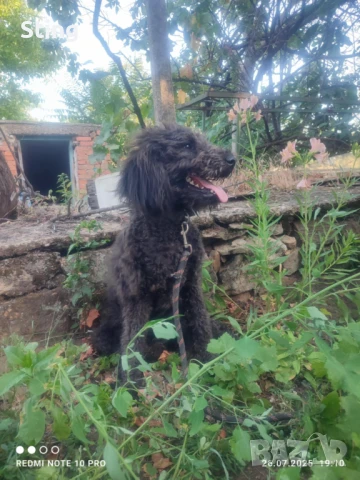 Женска на 7 месеца, снимка 1