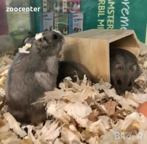 мини хамстер, снимка 3 - Хамстери - 35026602