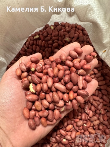 Български фъстъци реколта 2025, снимка 1