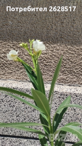 Бял и розов олеандър зокум височина 60 сантиметра, снимка 7 - Стайни растения - 51524471