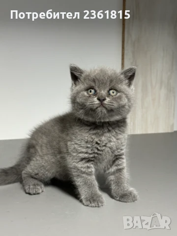 Чистокръвно мъжко синьо британче, снимка 4 - Британска късокосместа - 51088371