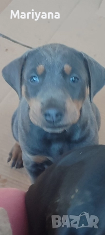 Продавам родословни добермани , снимка 3 - Доберман - 52585726