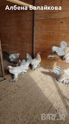 Холандски гащати кокошки, снимка 5 - Кокошки и пуйки - 40833592