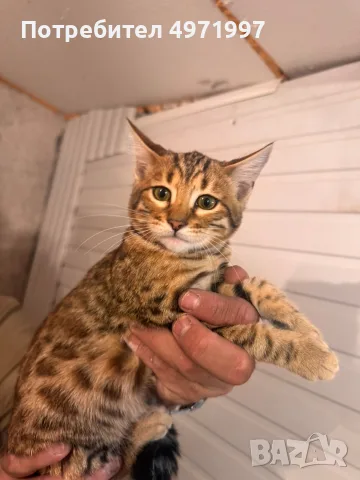 Бенгалска котка, снимка 2 - Бенгалски - 56404346