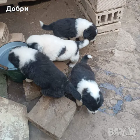 Малки Каракачански кученца, снимка 5 - Каракачанска овчарка - 55874249