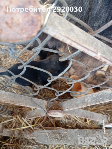 Кученца каракачани, снимка 9 - Каракачанска овчарка - 52457599