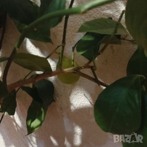 Дърво 🍋 и шефлера 10 годишни, снимка 4 - Стайни растения - 53396736