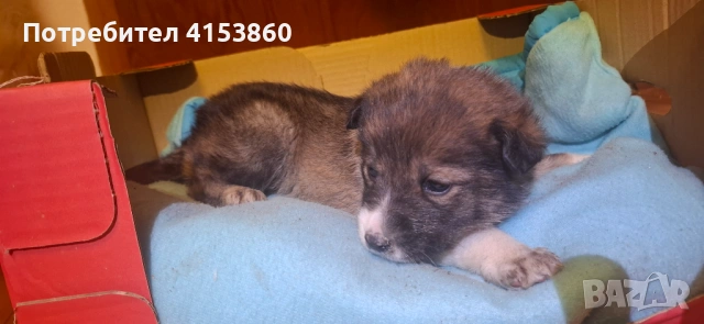 Сладко женско кученце с бяло петънце, снимка 3 - Други - 53531957