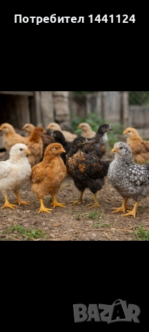 Пилета на месец