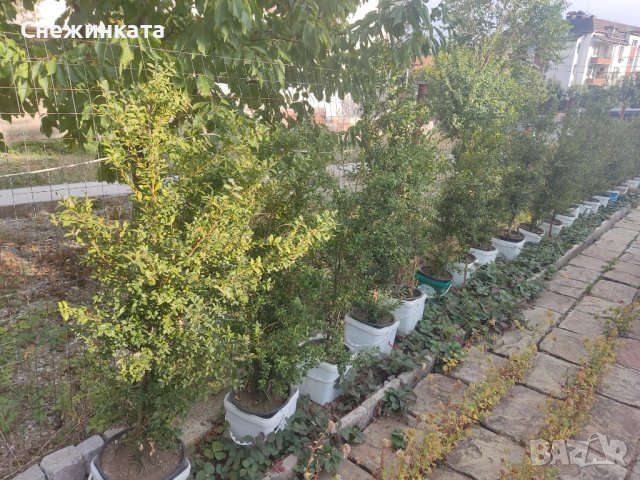 Дървовидни чемшири с подарък ружа, снимка 2 - Градински цветя и растения - 42522056