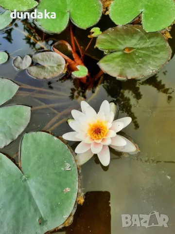 Водни лилии Wanvisa,Alba, снимка 5 - Градински цветя и растения - 49911693
