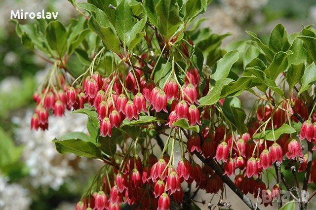 Енкиантус кампанулис/ enkianthus campanulatus, снимка 7 - Градински цветя и растения - 39927624