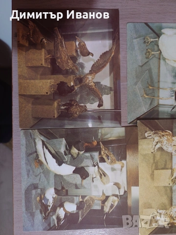 Пощенски и музейни картички, в перфектно състояние. , снимка 4 - Колекции - 53299410