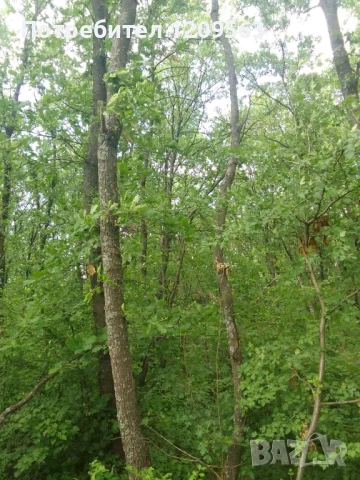 Фирма изкупува изсечени гори най добри цени