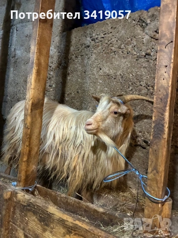 Калоферска коза, снимка 3 - Кози - 53584843