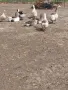 Гъски пилета ярки носачки, снимка 6