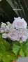 Pelargonium Millfield rose , снимка 1