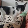 Коте на два месеца и половина, снимка 6
