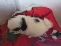 Японски хинчета, снимка 1