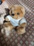 Продавам нова плюшена играчка Мече, снимка 8