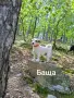 Джак Ръсел Териер , снимка 8