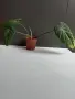 Филодендрон 'Глориозум Зебра' / Philodendron gloriosum zebra, снимка 4