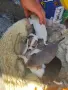 Пинчери с чихуа, снимка 2