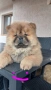 Продавам Чау чау, снимка 3