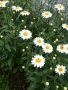 Градински маргаритки - корен, снимка 1 - Градински цветя и растения - 41271145