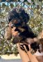 Белгийски грифон женско куче Ексклюзивно, снимка 1 - Други - 42170534