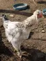 Продавам петли., снимка 7
