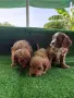 Cavapoo  Кавапу, снимка 1