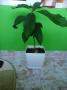Авокадо дърво, снимка 1 - Стайни растения - 44825913