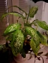 Дифенбахия + Пурпорно сърце, снимка 11
