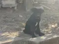 КУЧЕТА КАНЕ КОРСО, снимка 8