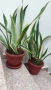 Сансевиера 2 вида / Sansevieria Hahnii/Sansevieria trifasciata  , снимка 14