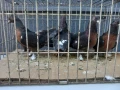 Продавам гълъби Миро може и бартер , снимка 3
