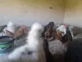 Излишни петлета Златен Зибрайт , снимка 7
