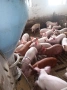 Продавам малки отбити прасета , снимка 3