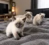 Шотландски котета Колорпойнт , снимка 6